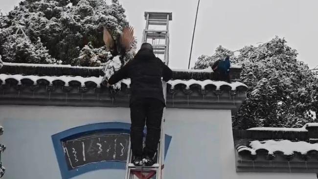 武汉暴雪两只孔雀被冻在墙顶 工作人员赶快搭梯子施救_新闻频道_中华网